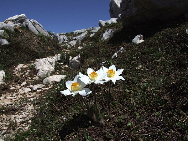 Pulsatilla Alpina / Anemone alpino